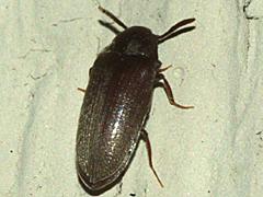 False Metallic Wood-boring Beetle